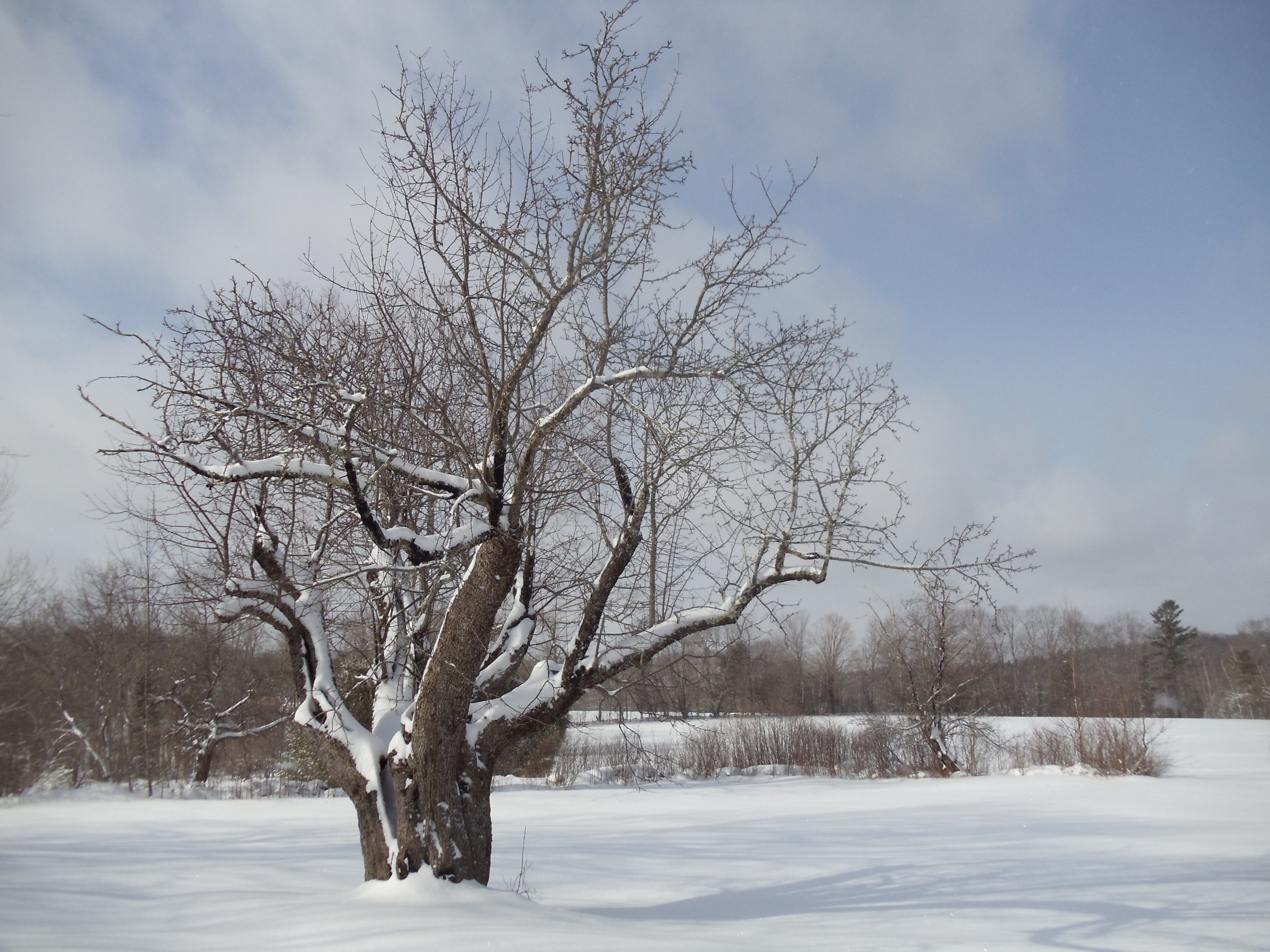 Sand HillTreewinter2.jpg