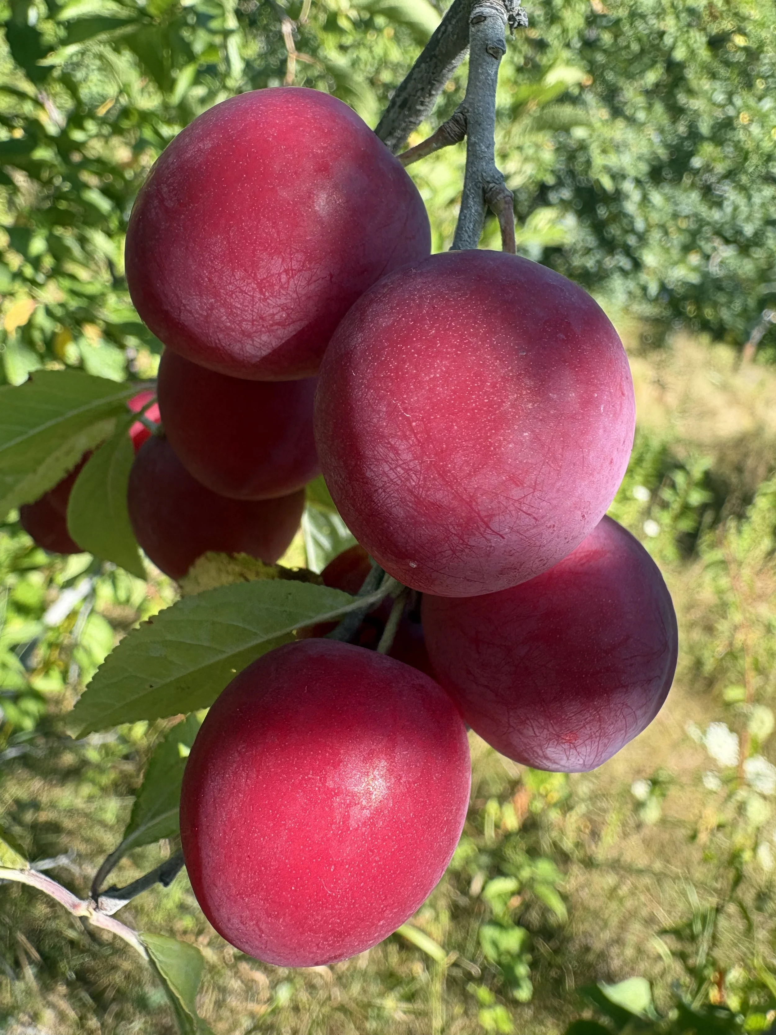 IMG_0377.jpeg