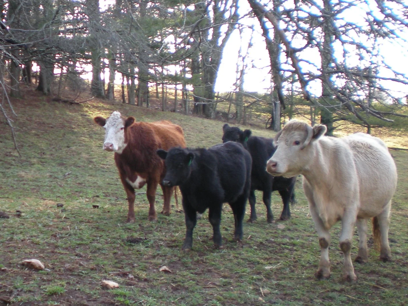 VirginiaGraftCows(1).png