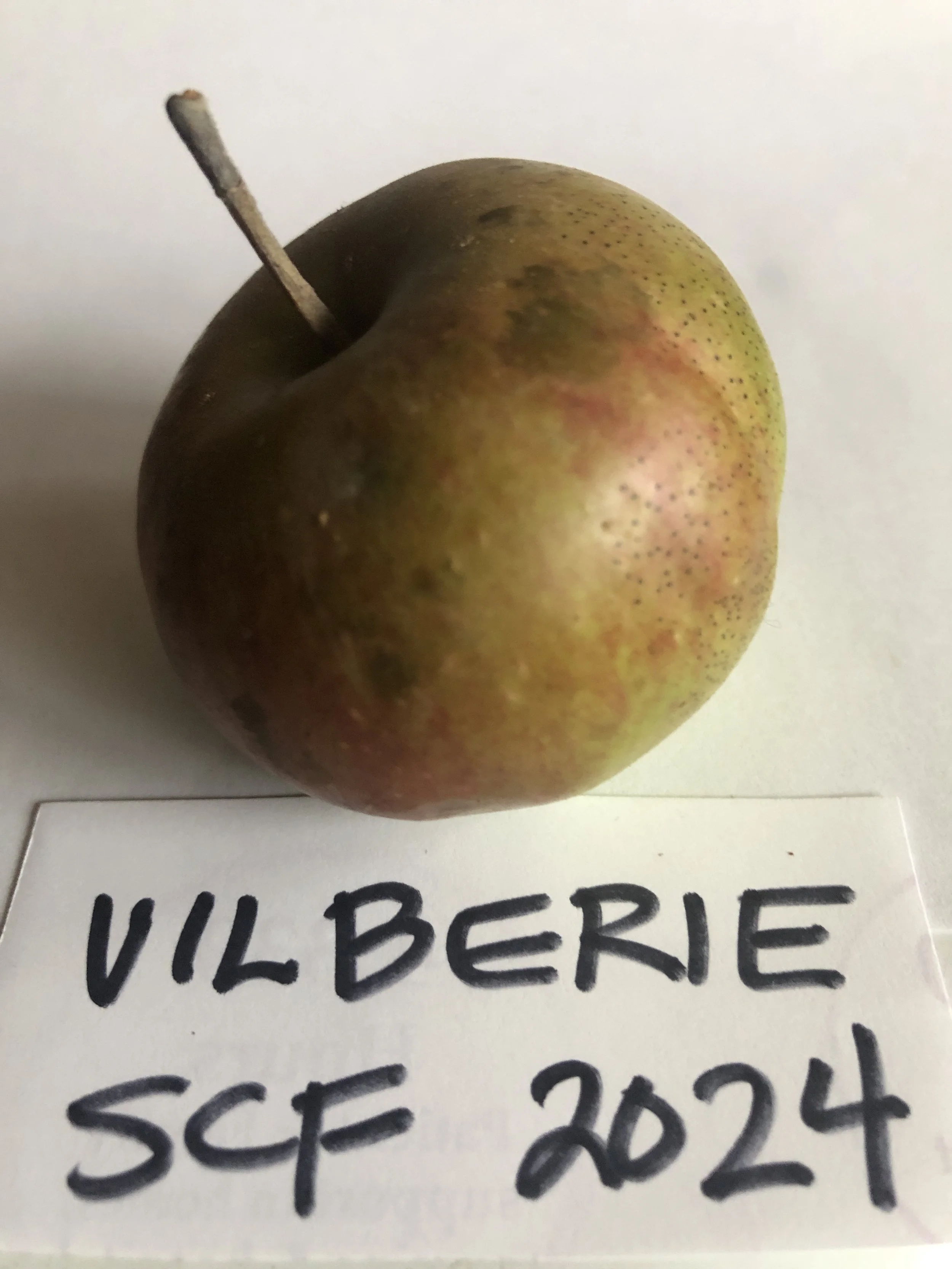 Vilberie24.3.jpeg