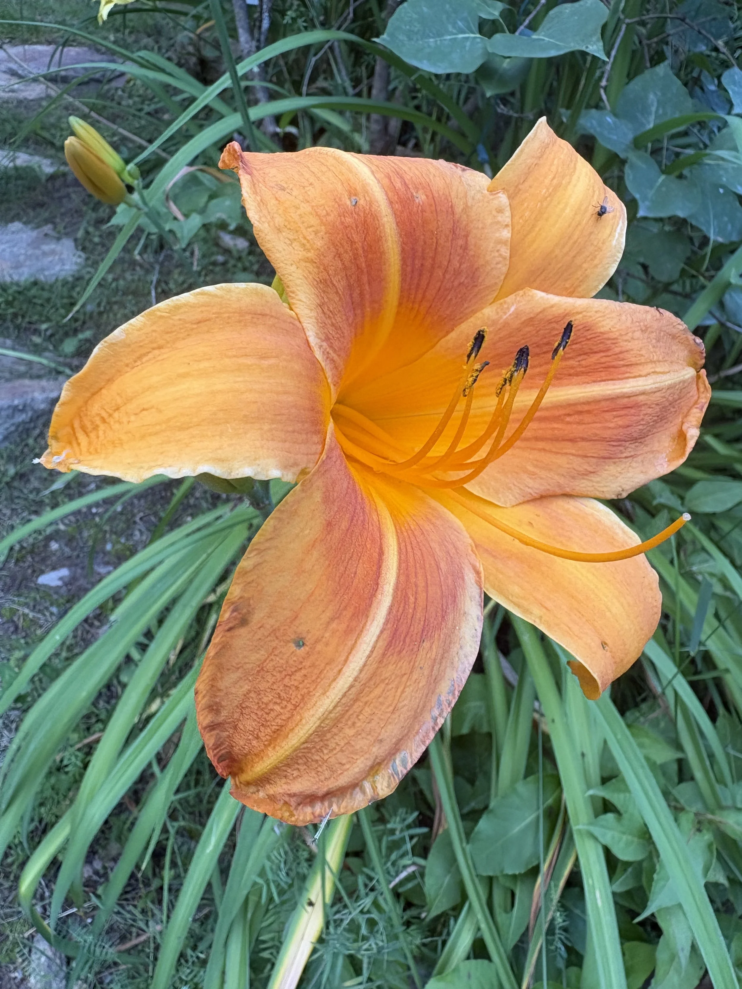 IMG_0293.jpeg