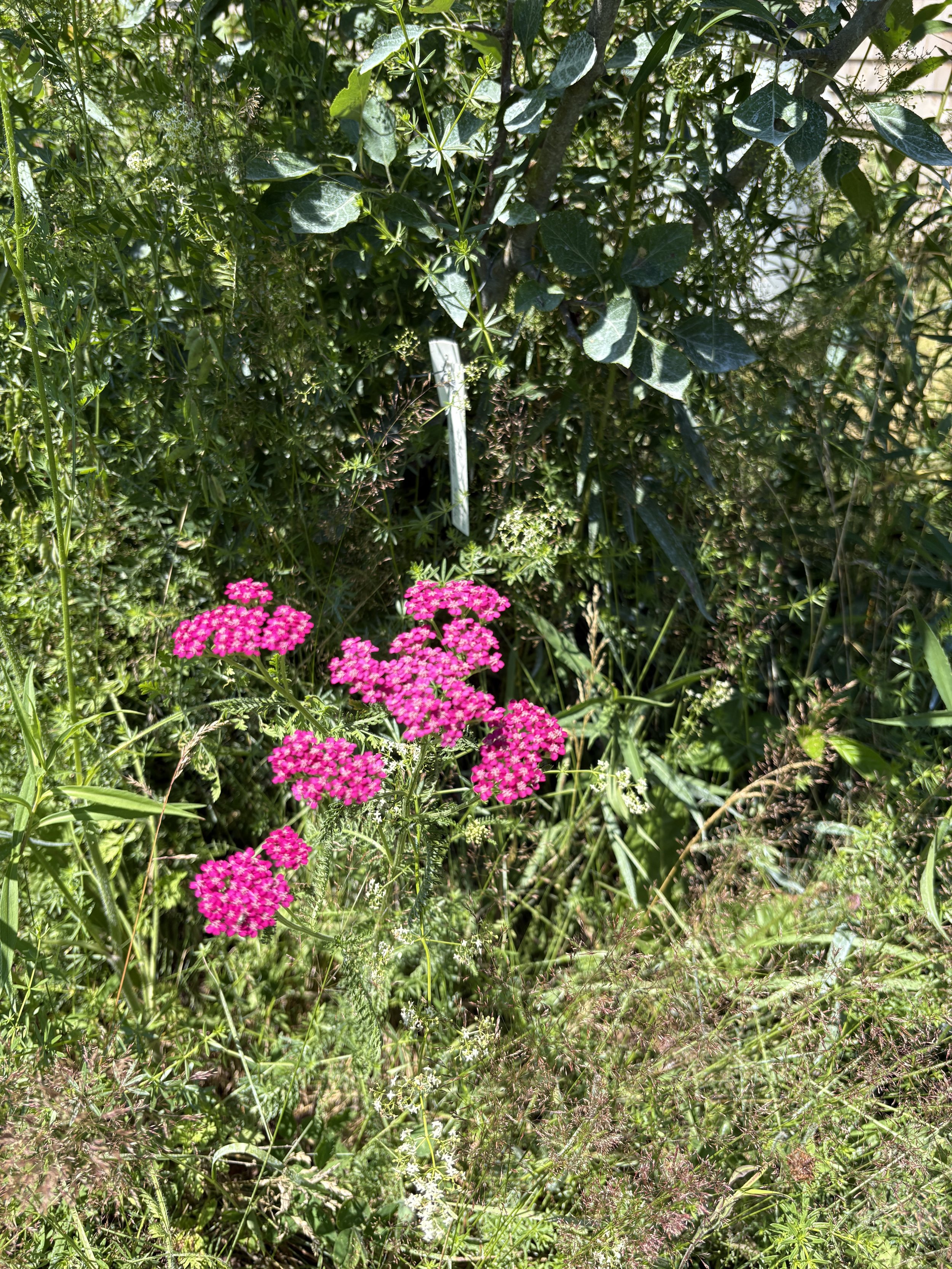 IMG_0270.jpeg
