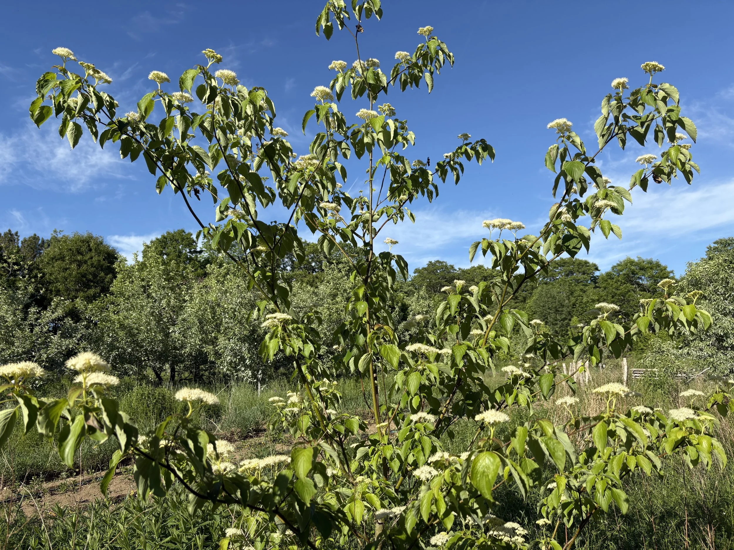 IMG_0024.jpeg