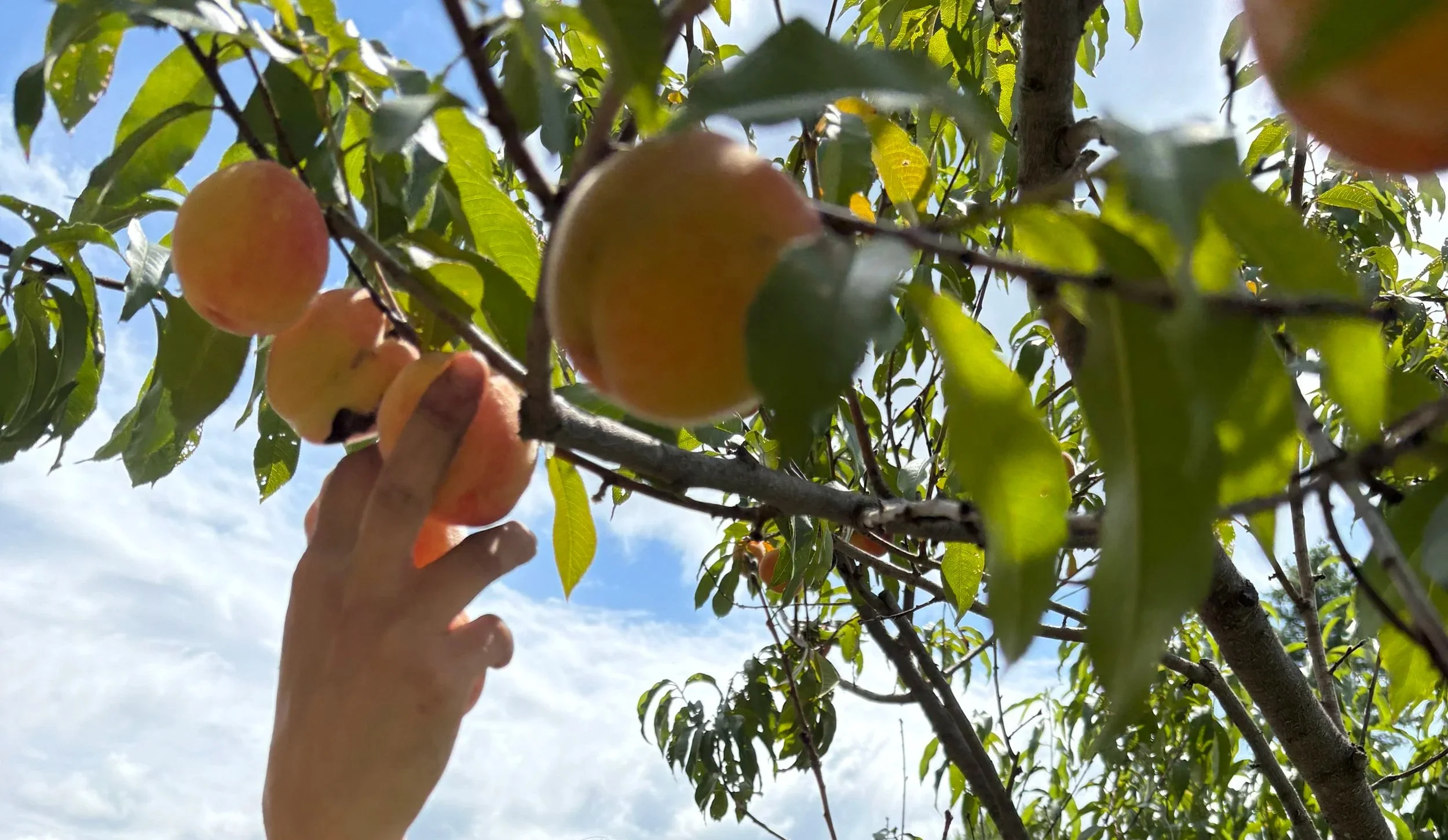 IMG_0512.jpg