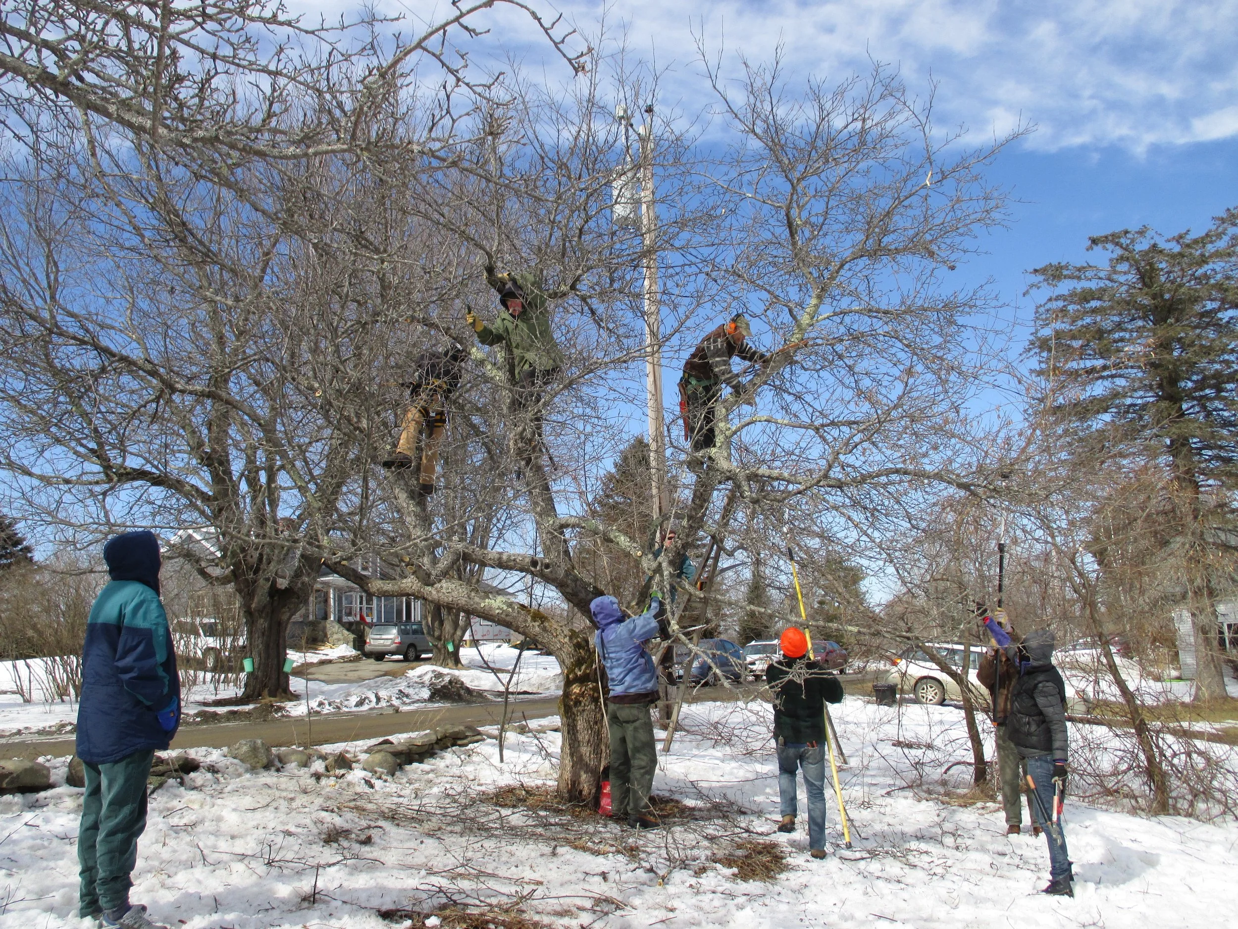 OldTreePruning2014.7.jpg