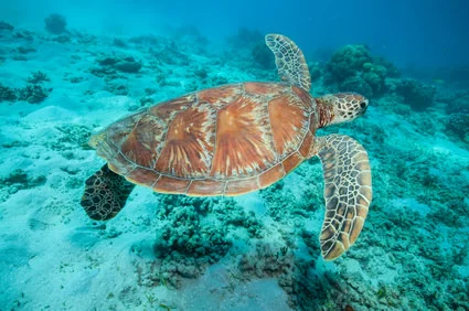 Aus - Cairns Reef Turtle FOT.jpg