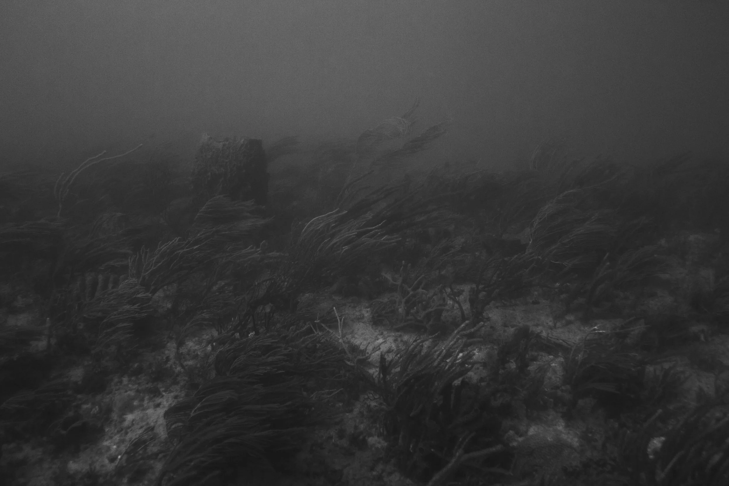 _MG_2081.jpg