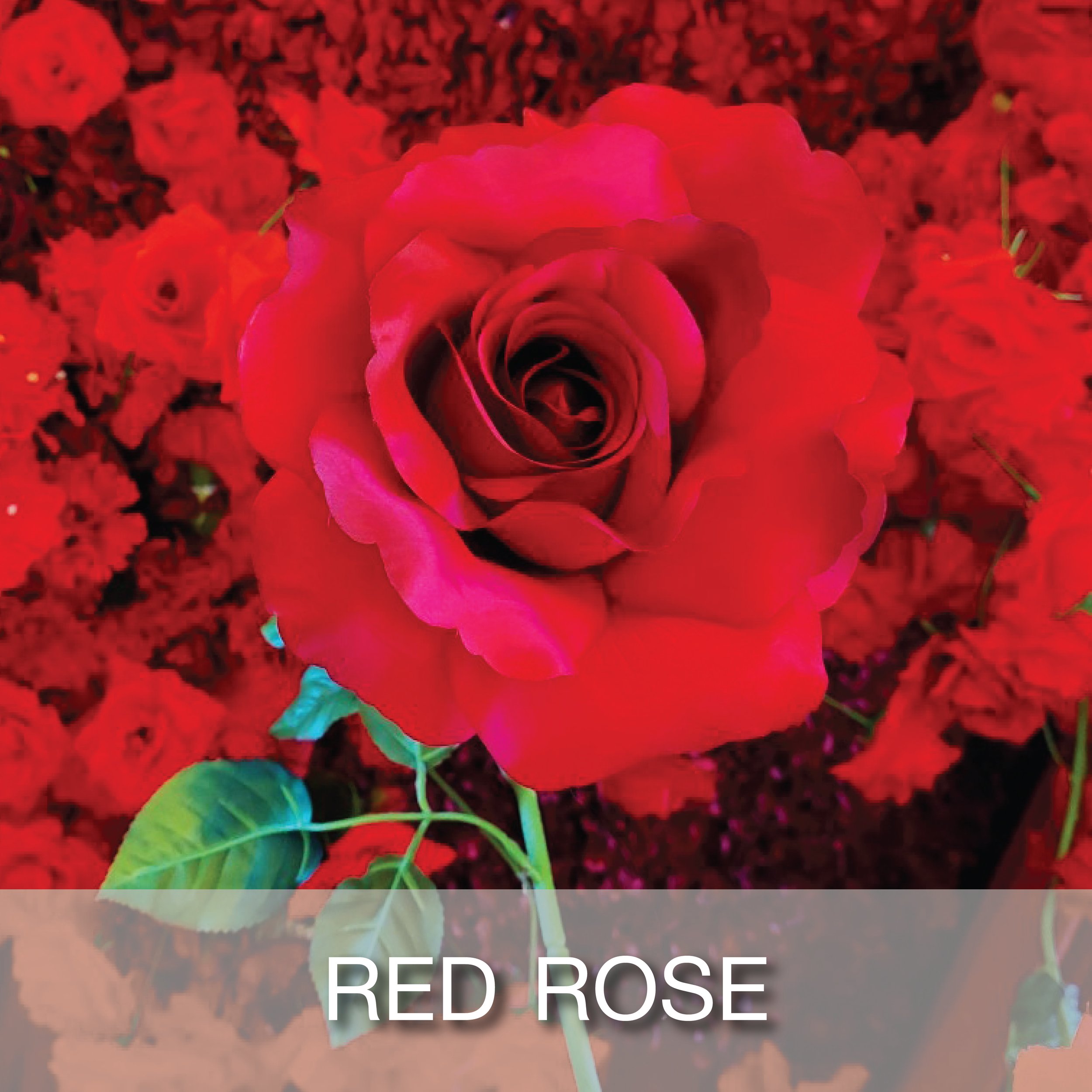 Cover_Popular Theme_Red Rose-01.jpg