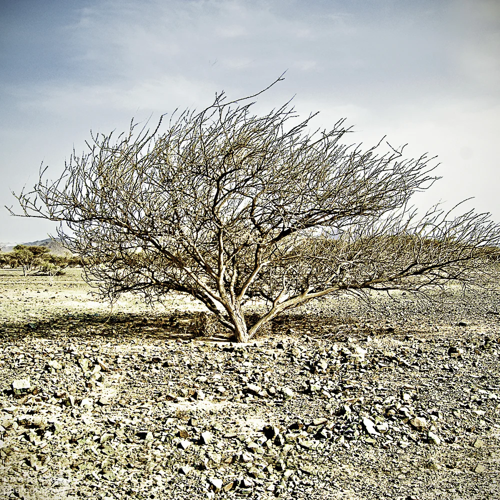 Wind Worn