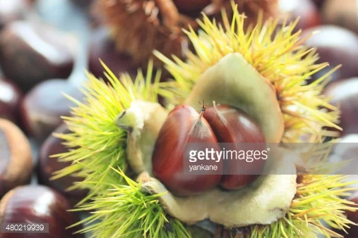 Fête de la chataîgne