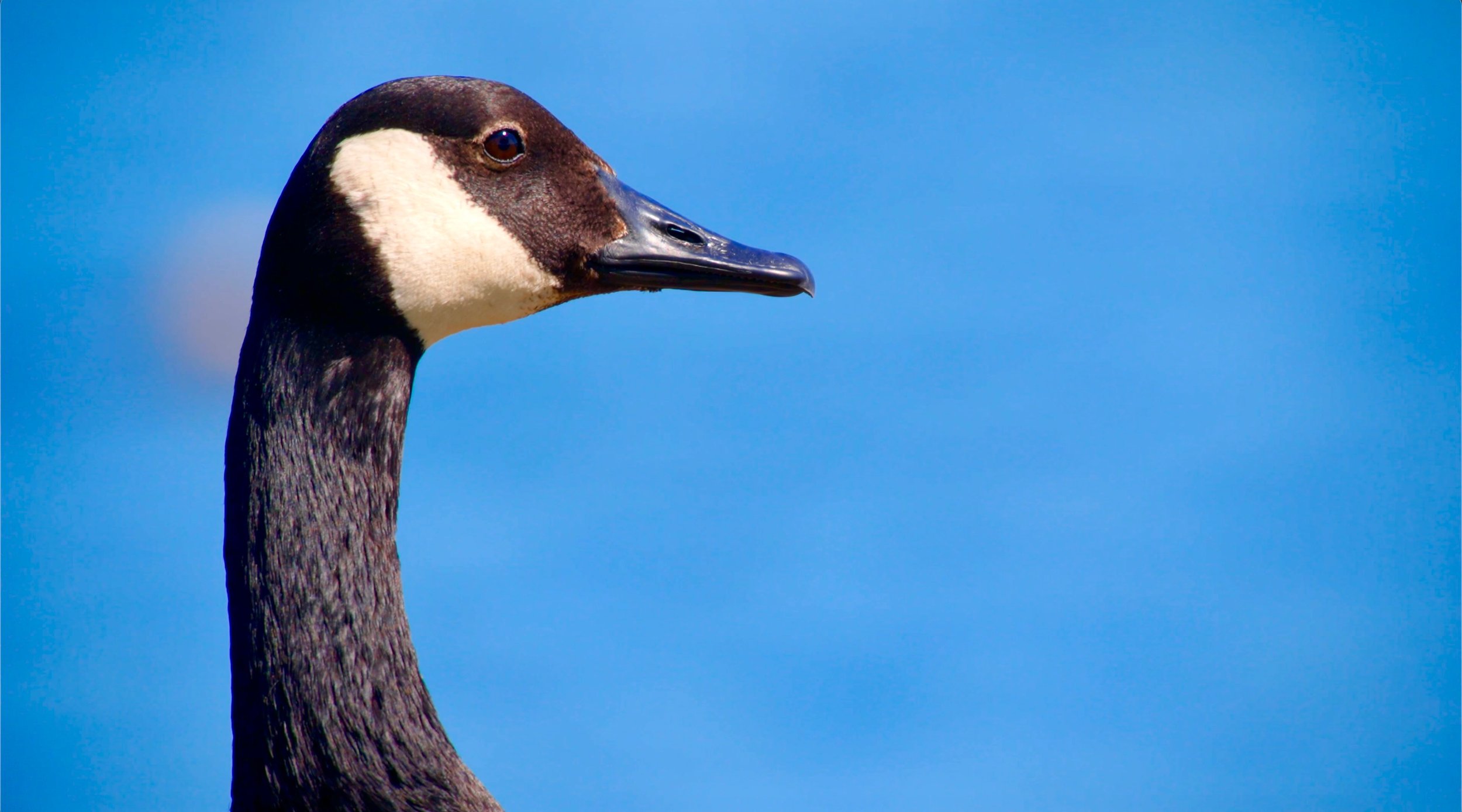 Nature & Wildlife Films