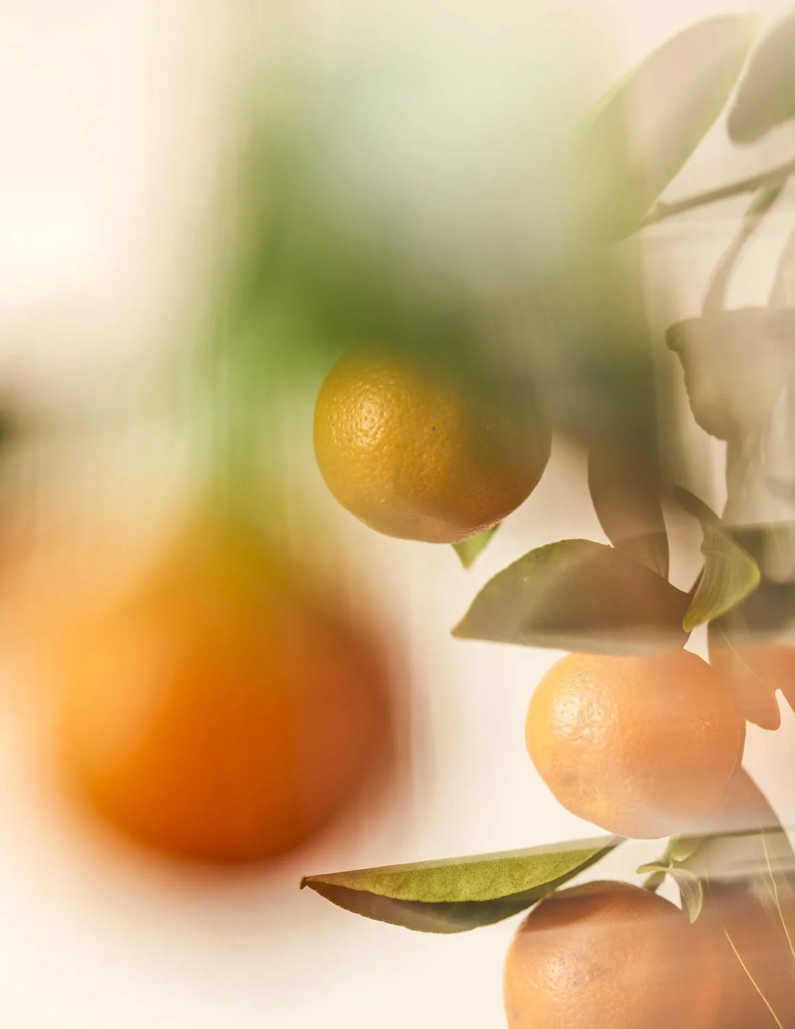 s12_Pureology_CITRUS_008.jpg