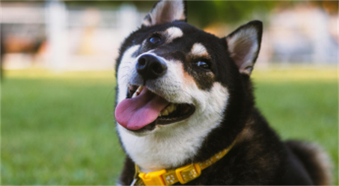 Morrisville - Dog Days of Summer!