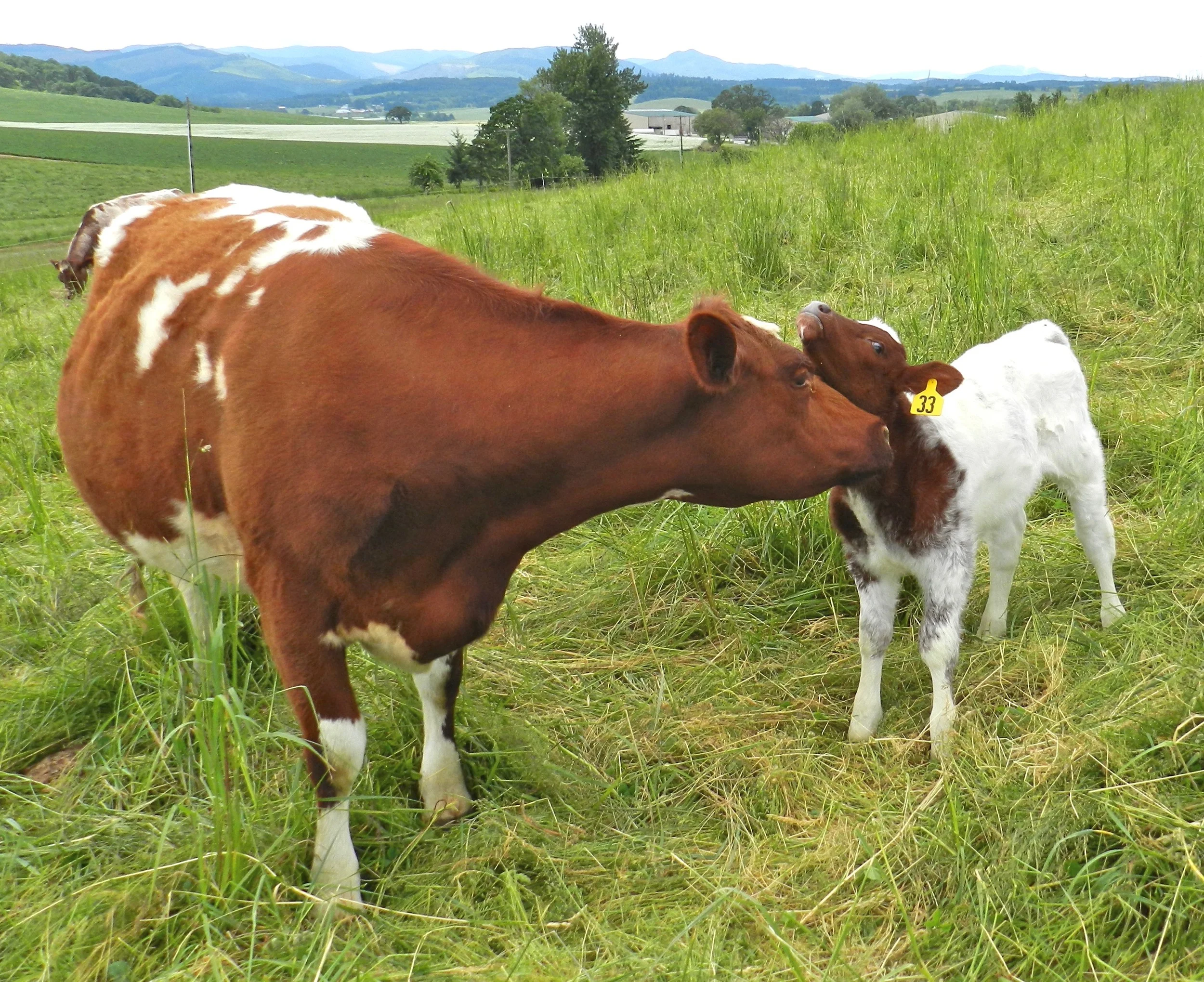 A Mother's Love