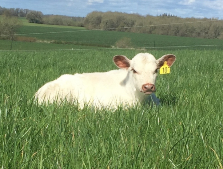 "Flour" 2016 Heifer sired by "Flashback 704"