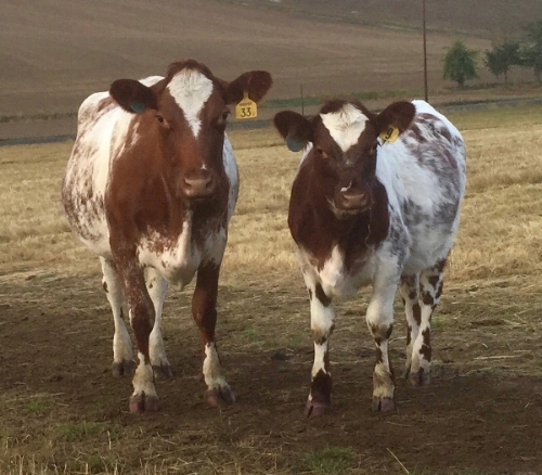 Iris and her calf Heidi