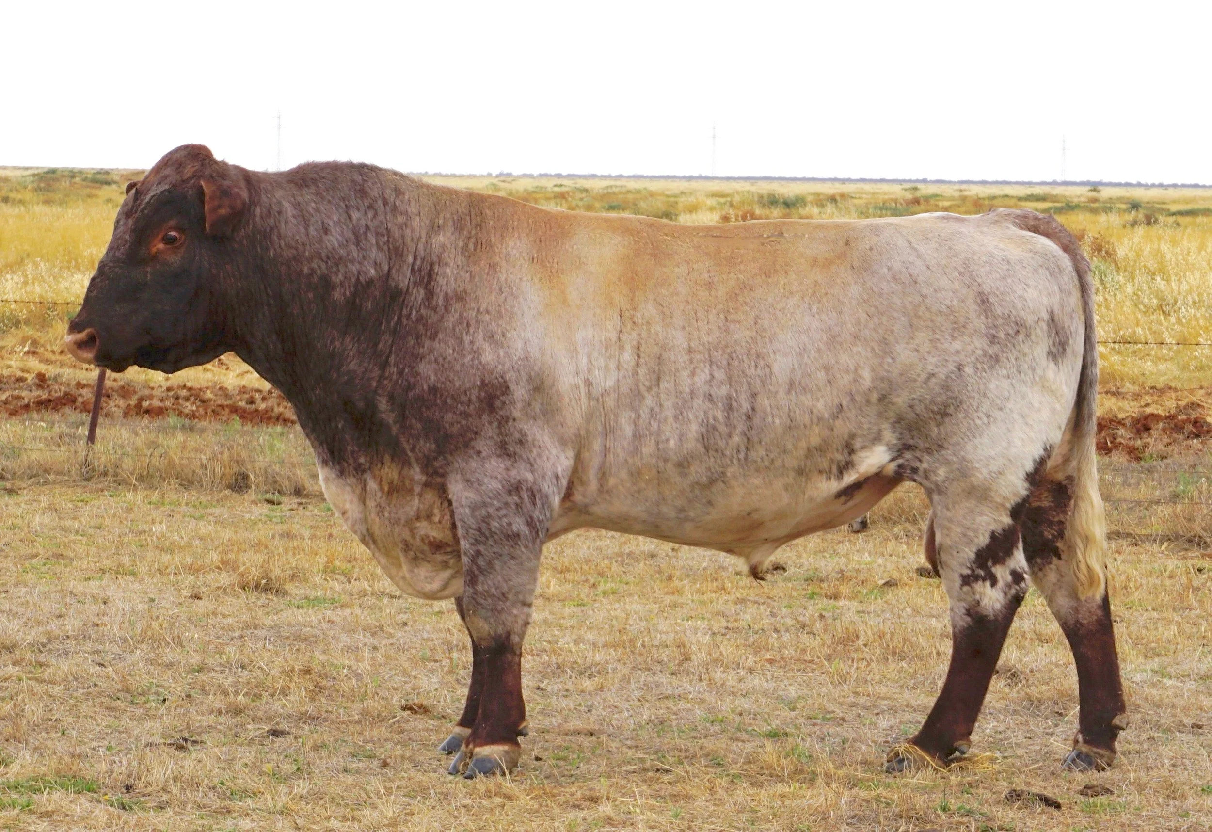 "Meat Packer" at Peter Falls property, Malton Shorthorns