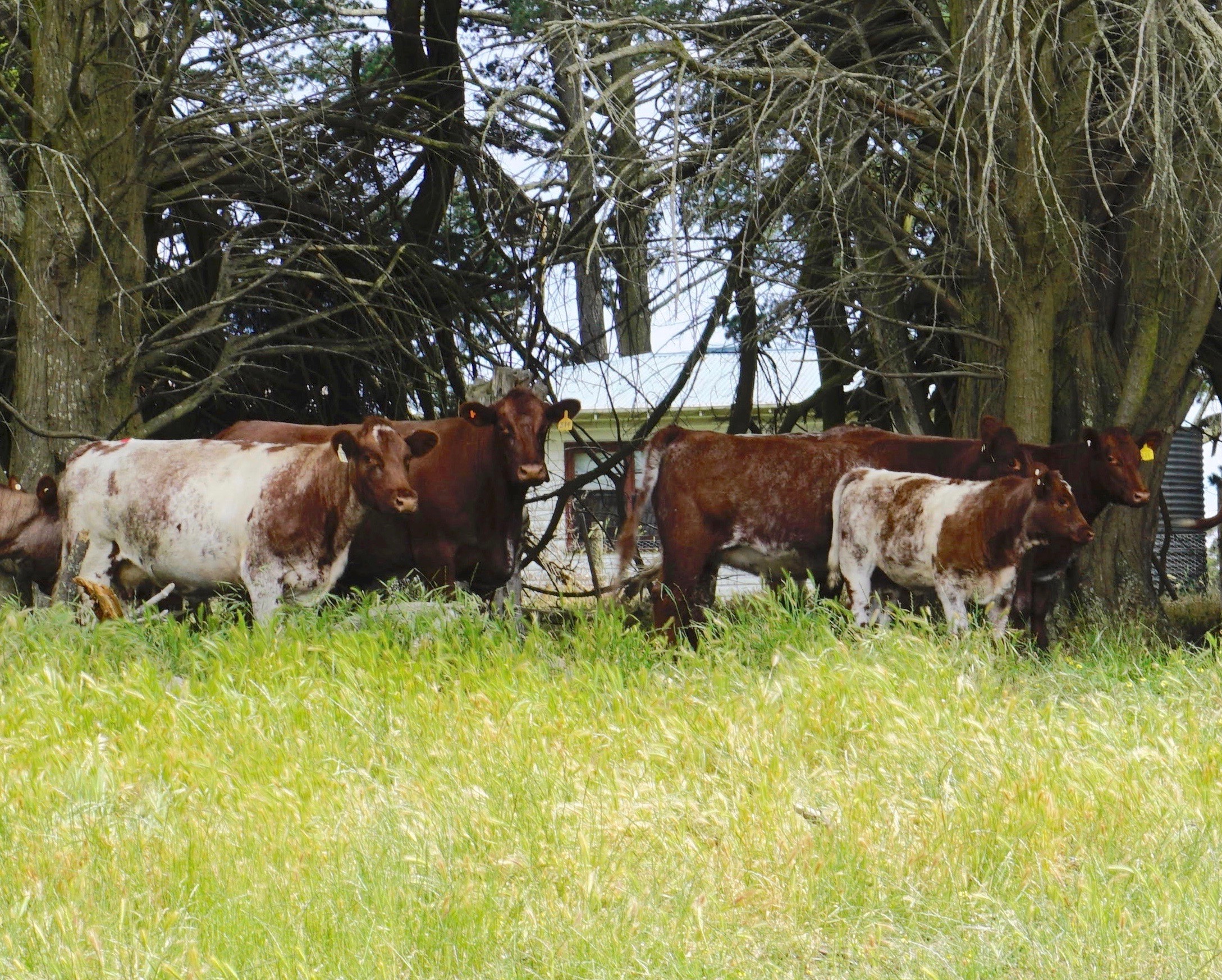 Brood cows at David & Marion Spencer's Farm
