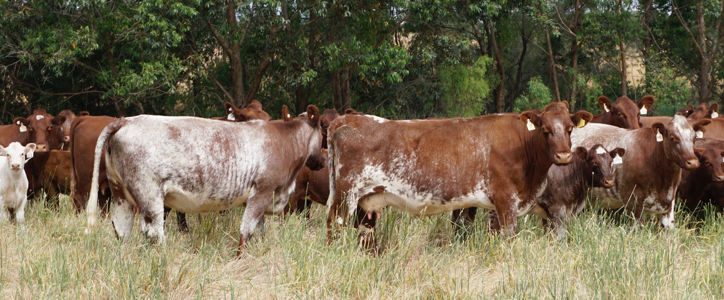 Brood Cows at Spry's Shorthorns