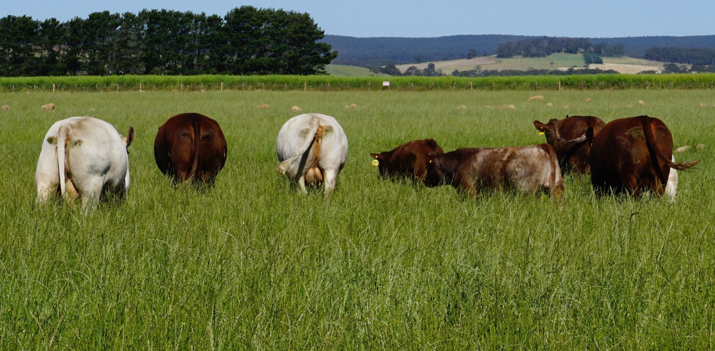 Abundant Grass! Brood Cows at Ken Tippett's Farm