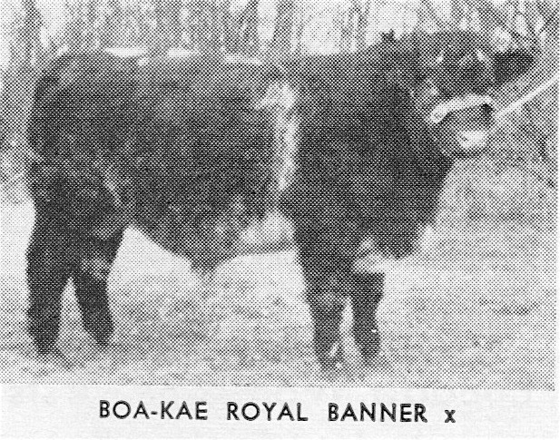 BoaKae Royal Banner
