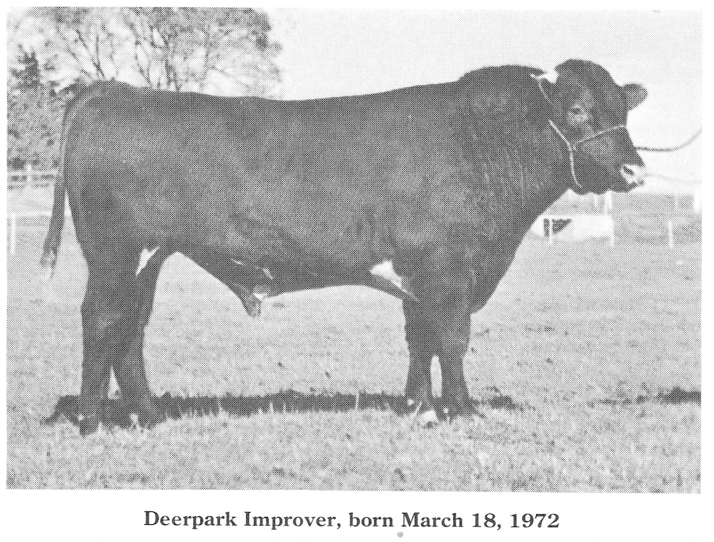 Deerpark Improver, B-3/18/1972. 365 day Wt.=1,120#, 2 yr old wt=1,890#