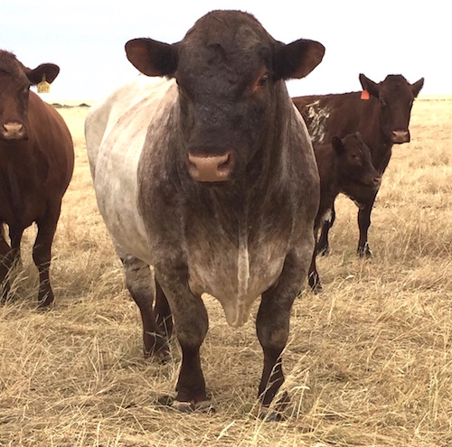 Kamilaroi Meat Packer