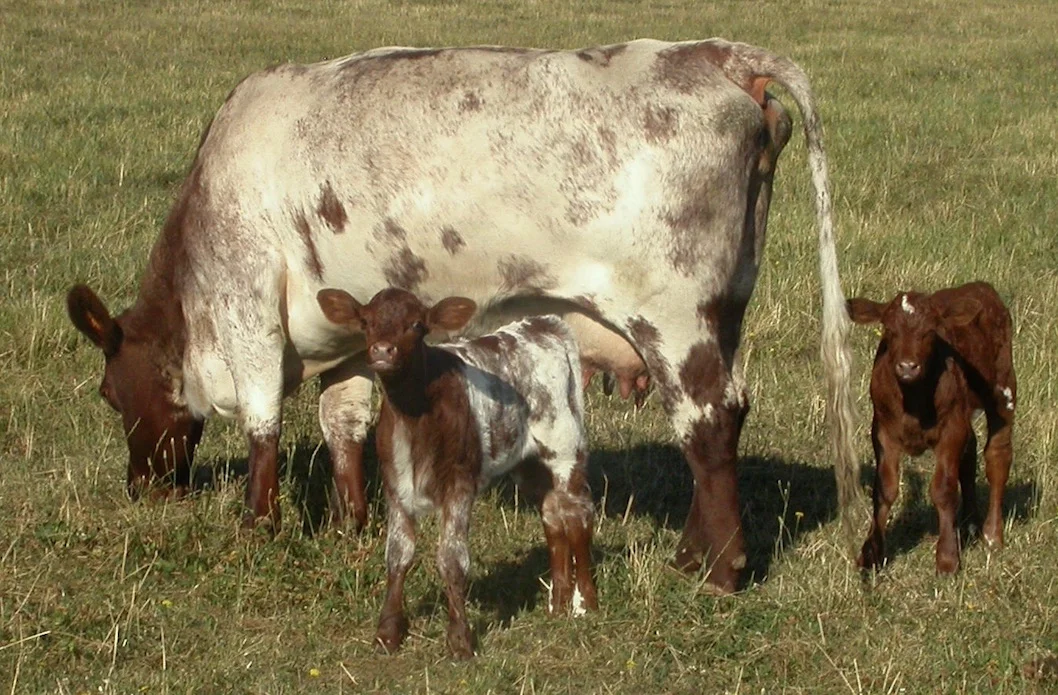 Prolific Cow Raising Twins