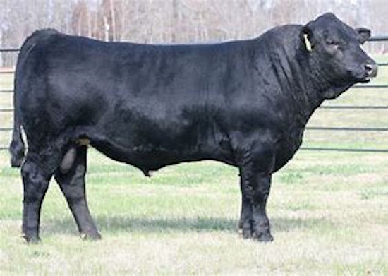 Modern "Purebred" Simmental