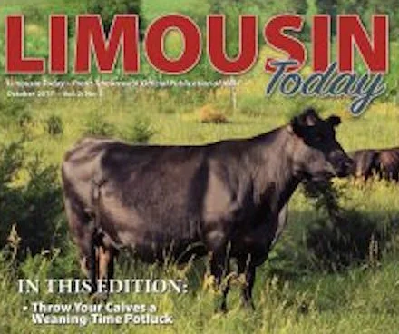 Modern "Purebred" Limousin