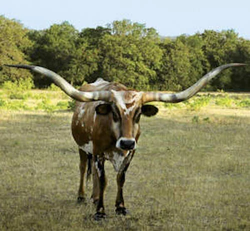 Texas Longhorn