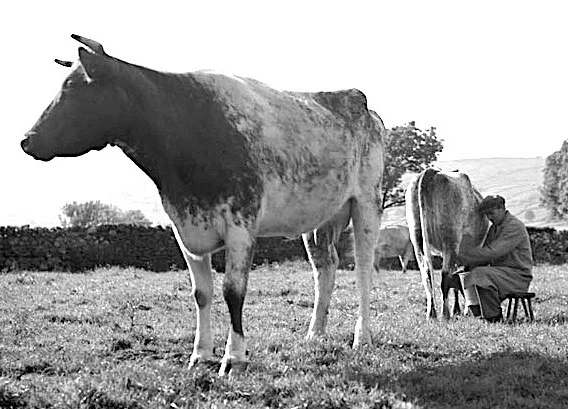 milking in field.jpg