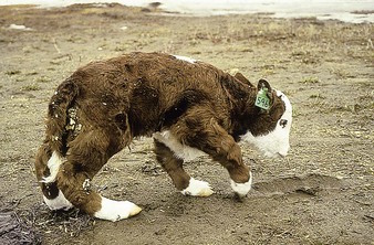 Inbreeding Gone Wrong--Malformed Hereford Dwarf