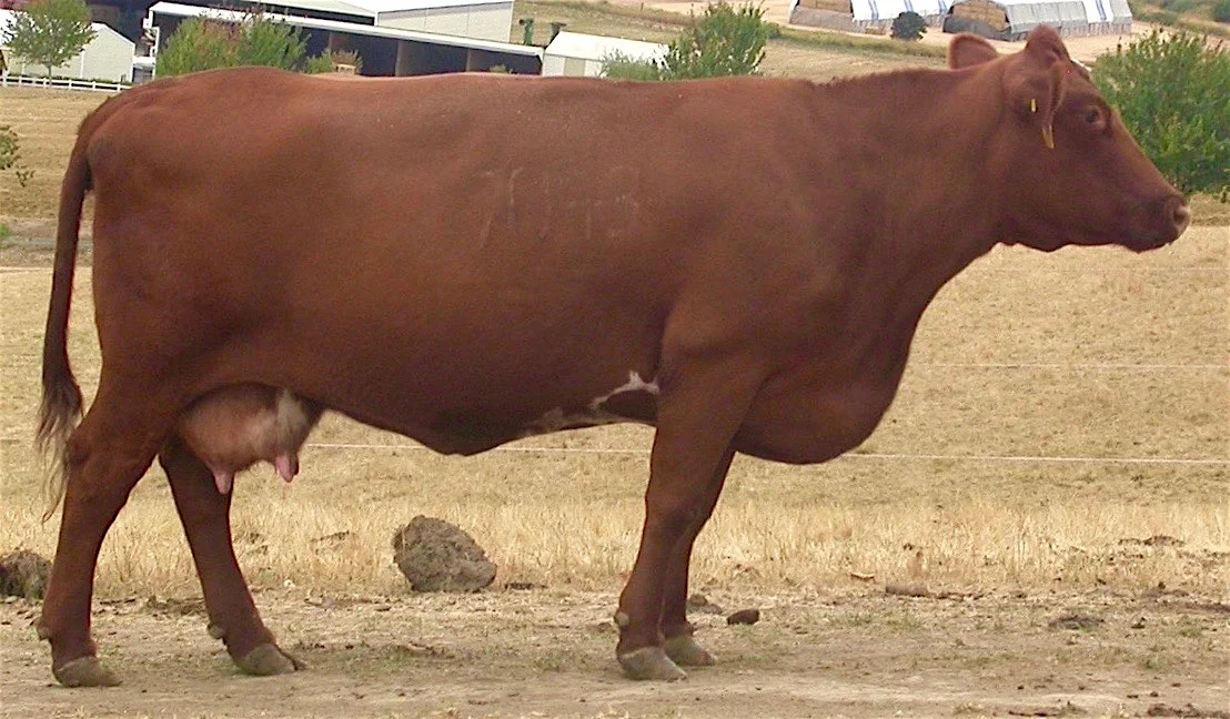 Whisper Rose at 12 1/2 years of age. She has raised 11 calves (one set of twins). Totally grass fed.