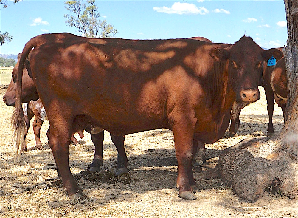 TLC Erica X002 shown at 16 years of in the Australian Outback. She is the dam of Kamilaroi Meat Packer