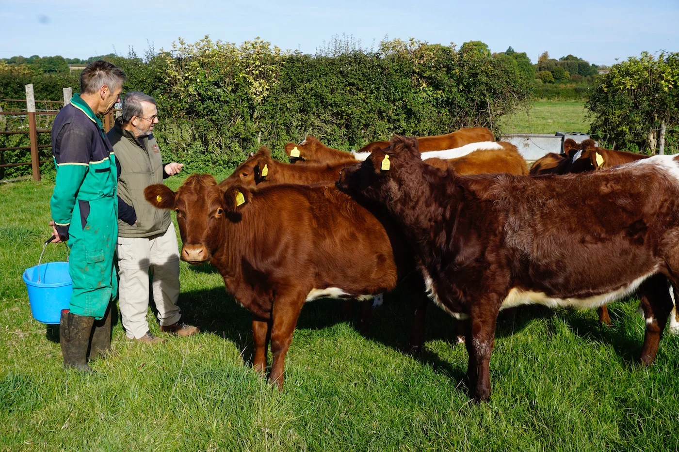 Kevin Moorse & Joe with dairy heifers