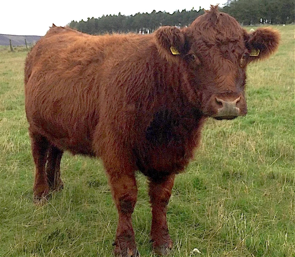 Luing Cow (Scottish Highland-Shorthorn X)