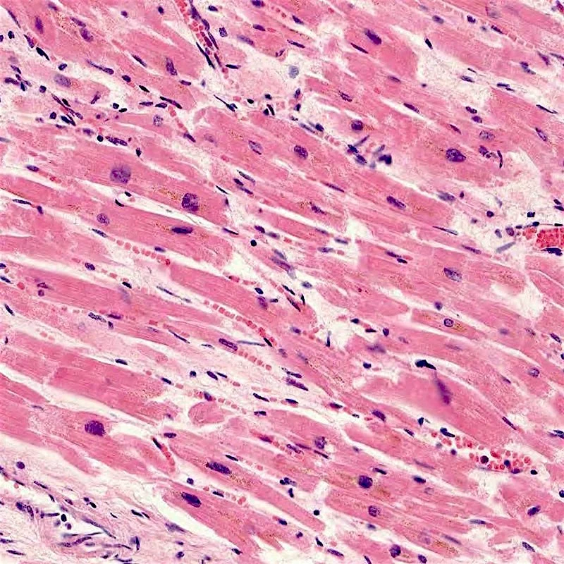 Muscle cells can be propagated in a laboratory.