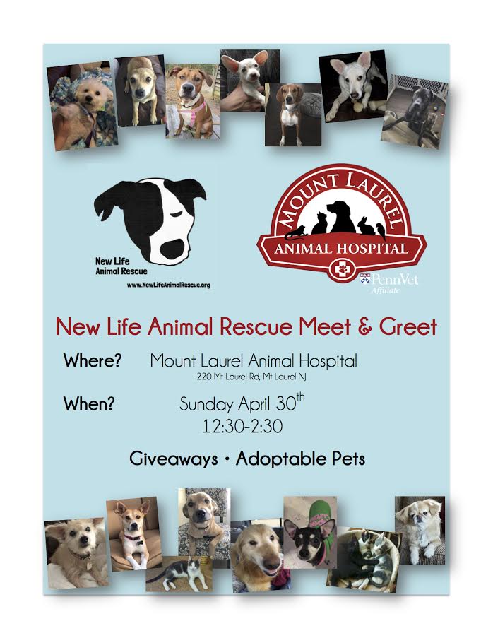 New Life Animal Rescue at Mount Laurel Animal Hospital! — New Life Animal  Rescue