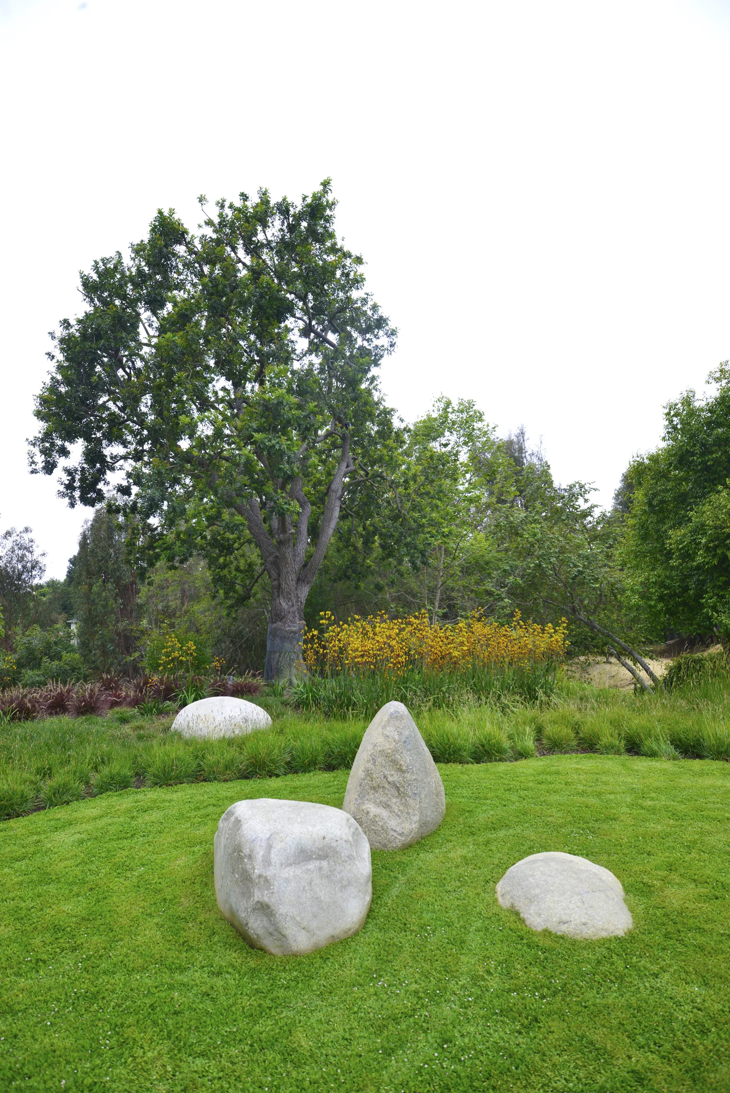 After: Kurapia in the foreground and sesleria autumnalis, Carex divulsa, Pennisetum 'Eaton Canyon' and Kangaroo Paws.