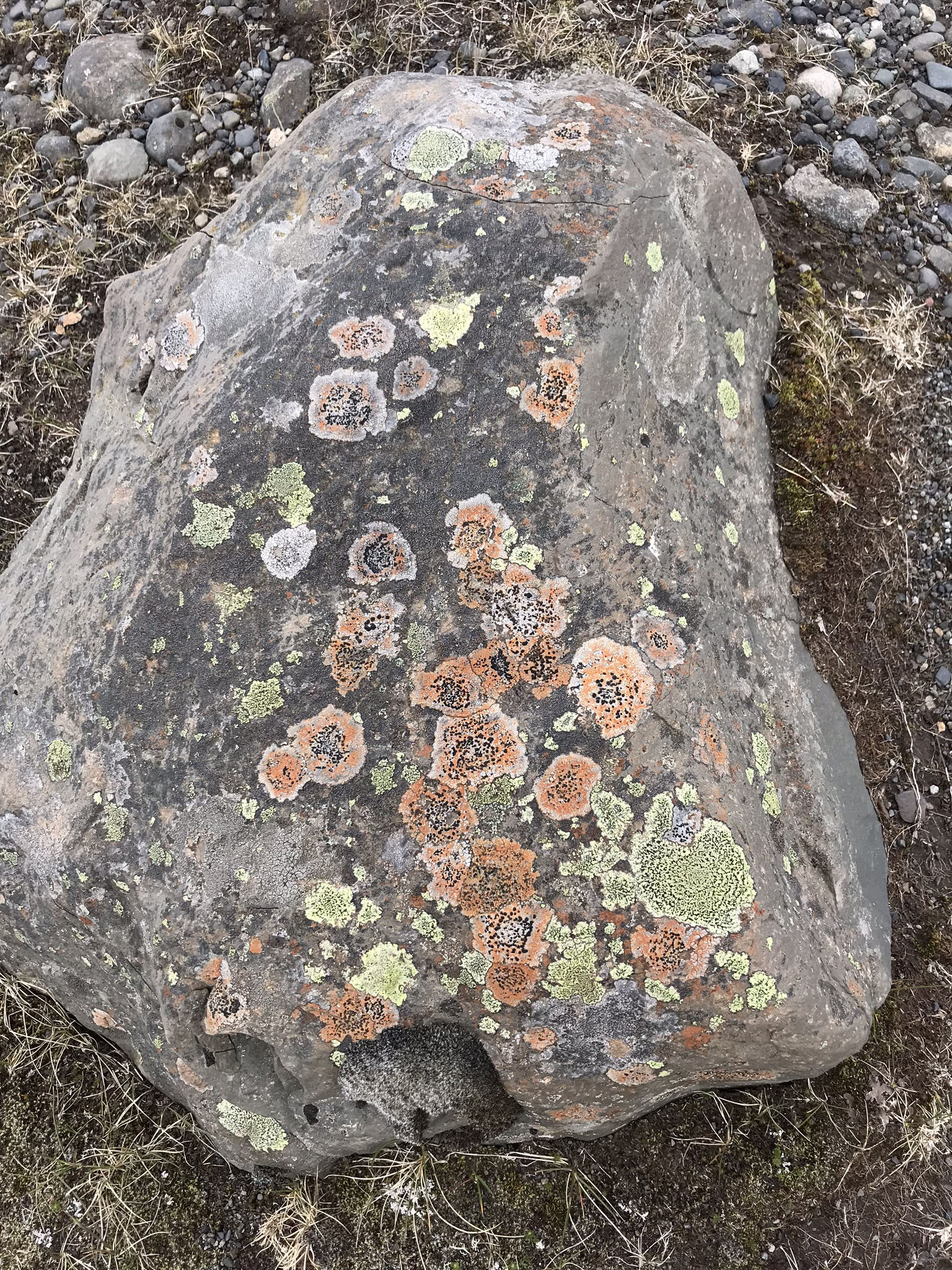 lichen.jpg