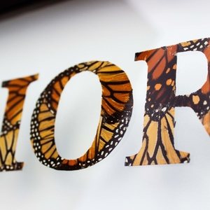 REAL BUTTERFLY TYPOGRAPHY