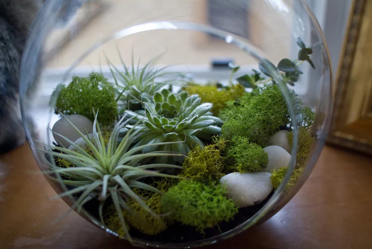 Terrariums01.jpg