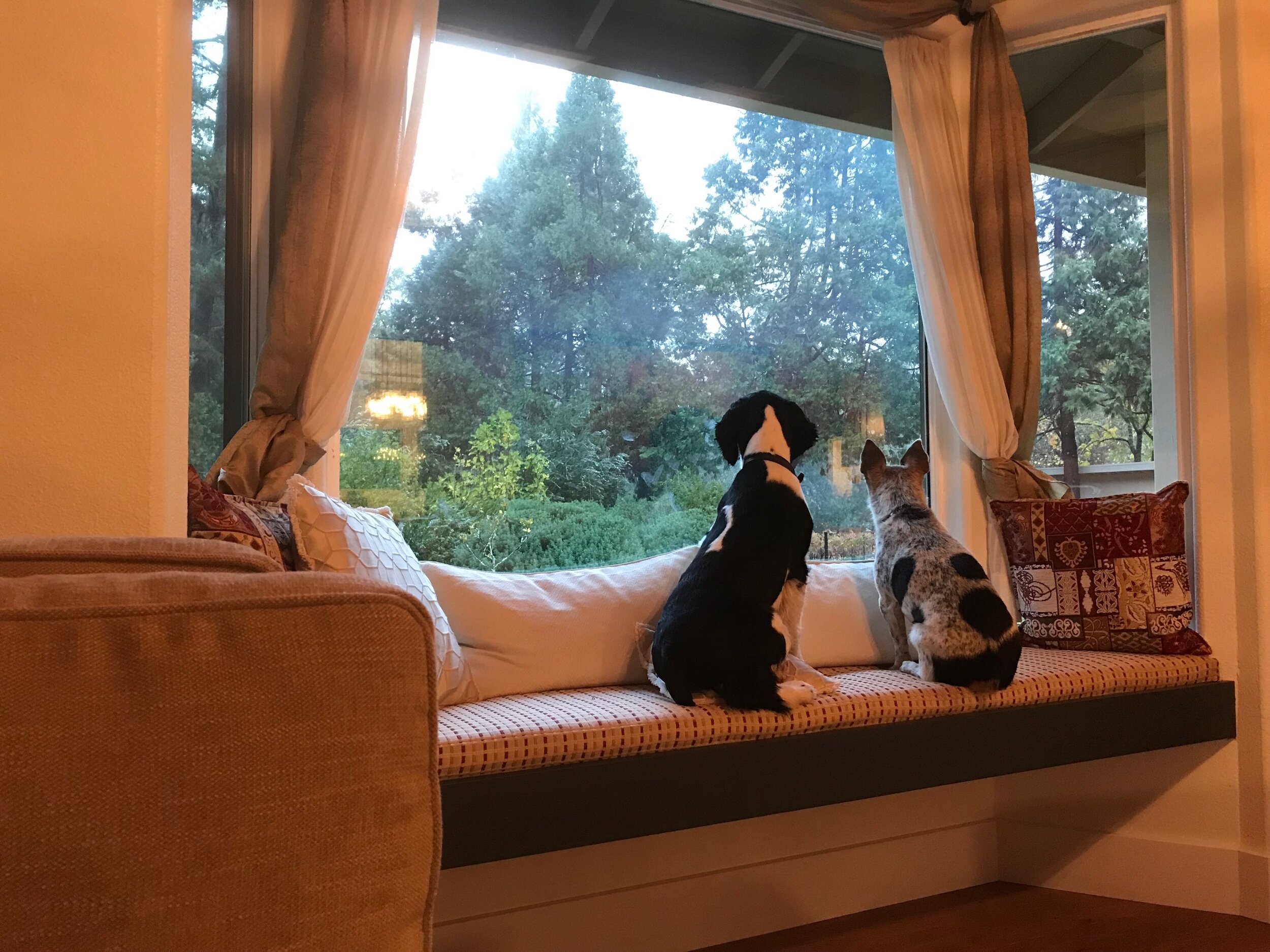 Wally Bandit at Window.jpeg