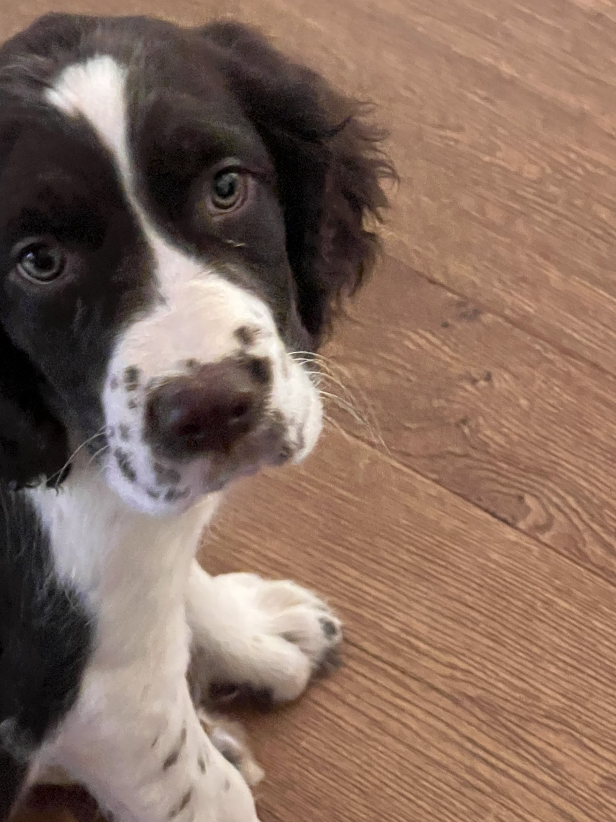 Daisy1.jpg