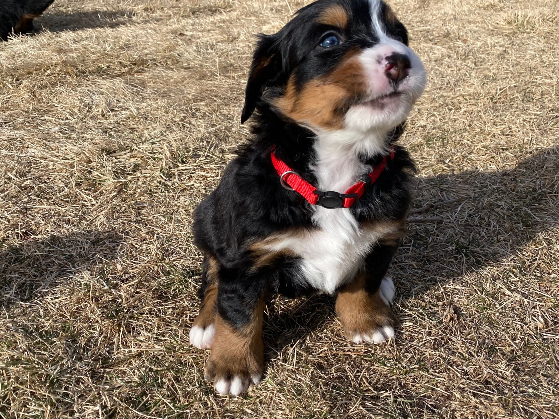 red-4wks-grass.jpg