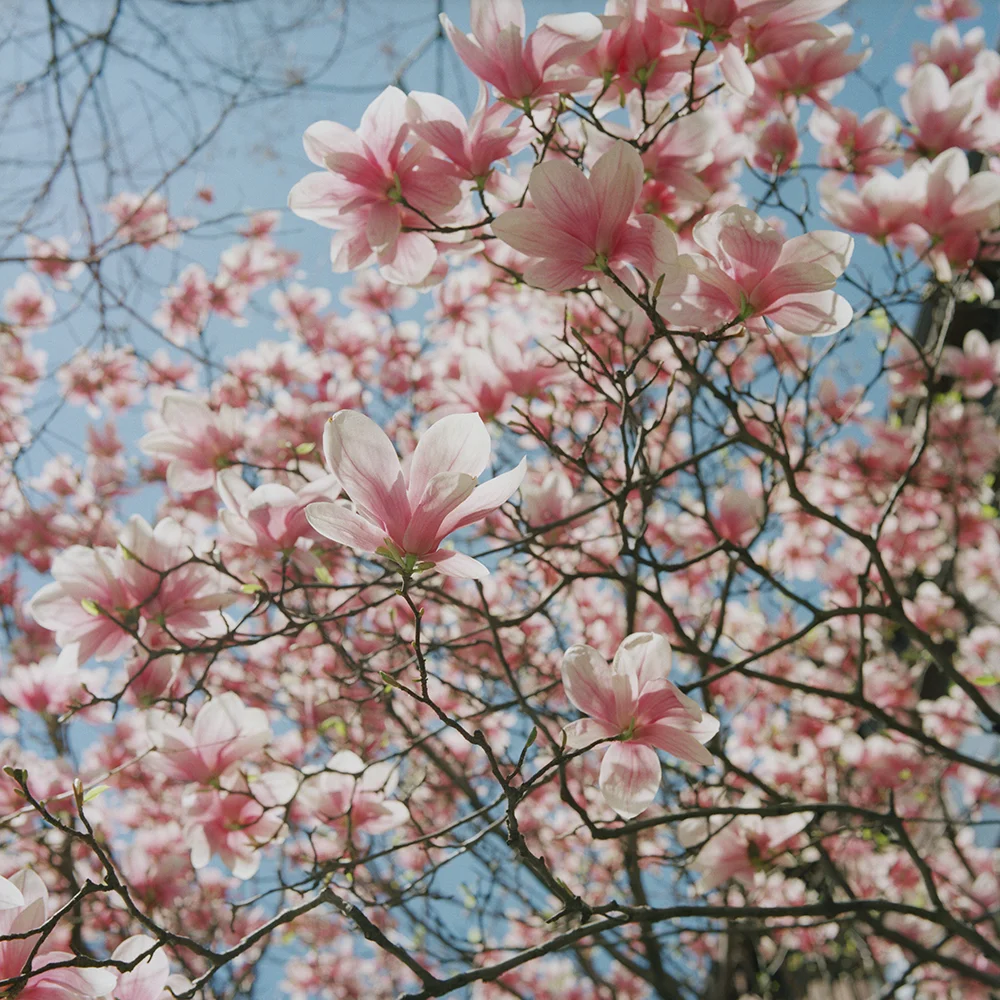 us_ny_bklyn2_magnolia_final.jpg