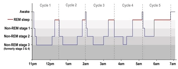Sleep Architecture: The Stages of Sleep throughout the night