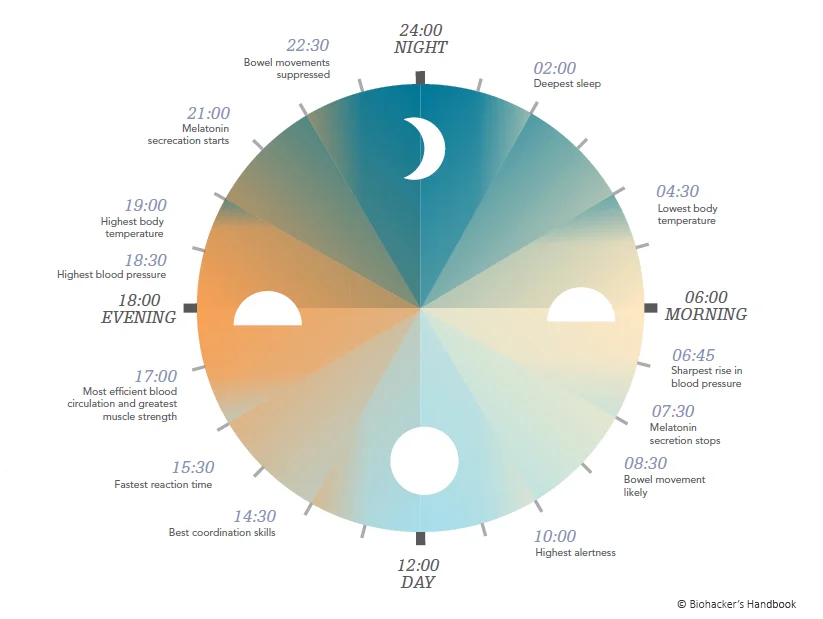 melatonin 24 clock .jpg