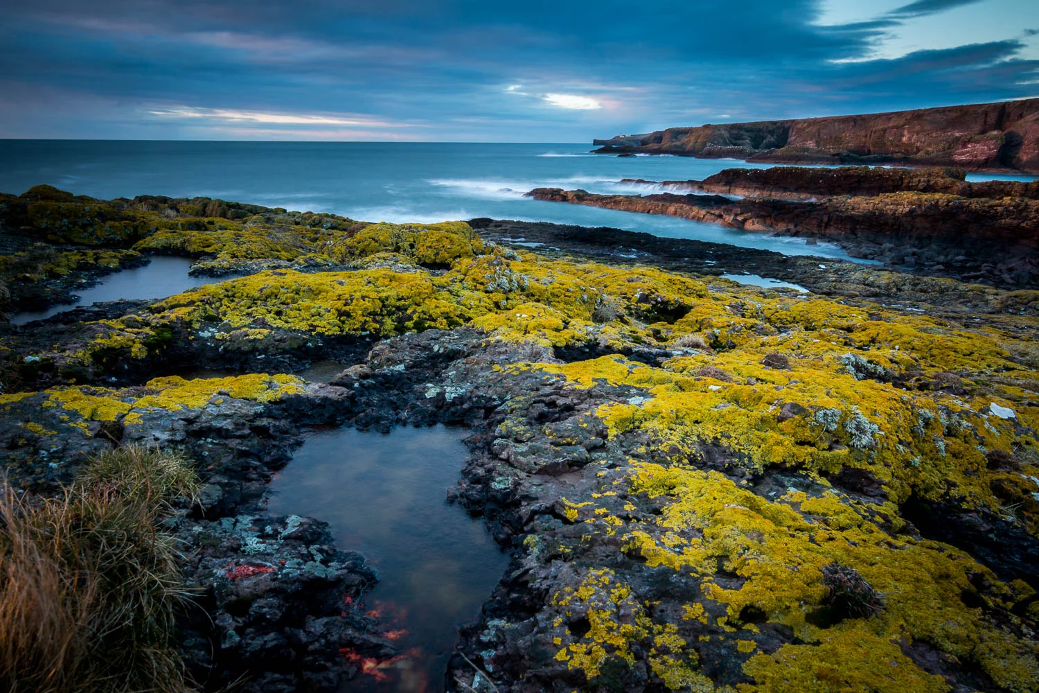 Lichen covered rocks, Crawton Coastline